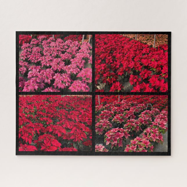 Puzzle Poinsettia Christmas Greenhouse Red Pink (Horizontal)