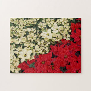 Puzzle Poinsettias blancas y rojas con flores