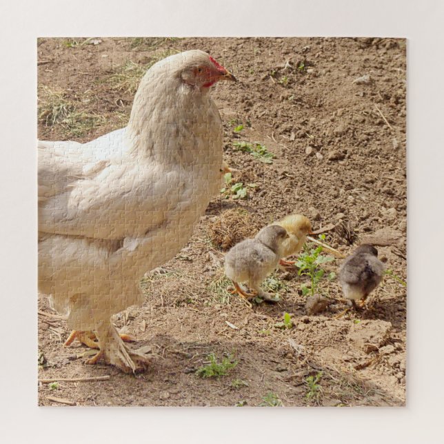Puzzle pollo, animal, pollito, ave, granja, lindo, rompec (Vertical)