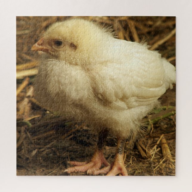 Puzzle pollo, animal, pollito, ave, granja, lindo, rompec (Vertical)
