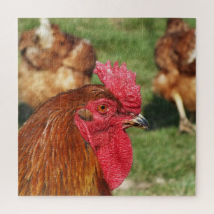 Puzzle pollo, animal, pollito, ave, granja, lindo, rompec