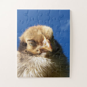 Puzzle pollo, animal, pollito, ave, granja, lindo, rompec