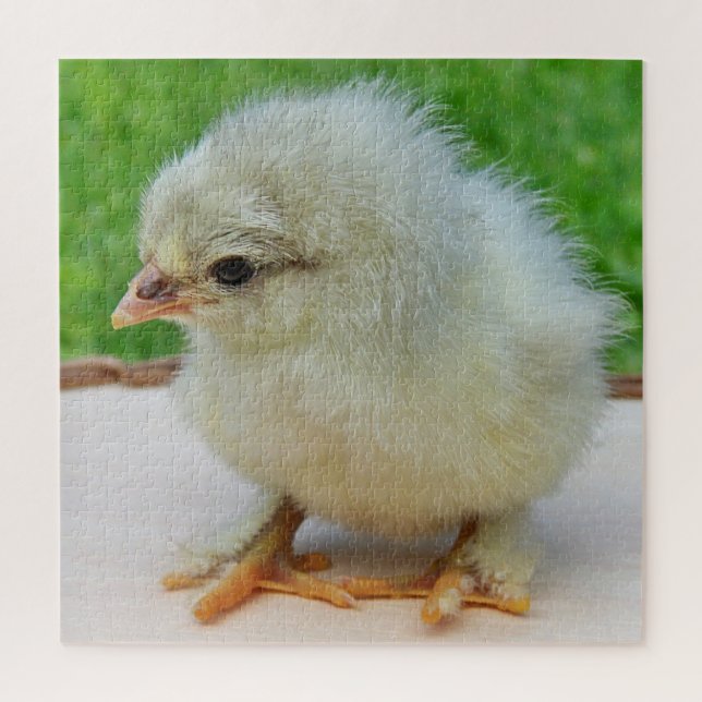 Puzzle pollo, animal, pollito, ave, granja, lindo, rompec (Vertical)