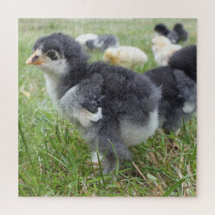Puzzle pollo, animal, pollito, pájaro, granja, lindo, rom