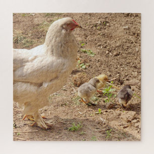 Puzzle pollo, animal, pollo, pájaro, granja, lindo, rompe