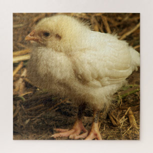 Puzzle pollo, animal, pollo, pájaro, granja, lindo, rompe