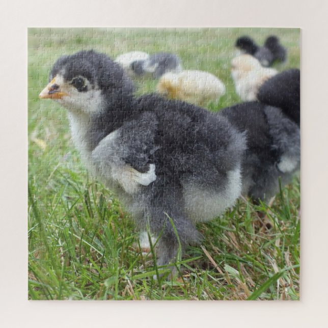 Puzzle pollo, animal, pollo, pájaro, granja, lindo, rompe (Vertical)
