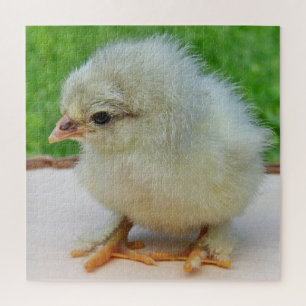 Puzzle pollo, animal, pollo, pájaro, granja, lindo, rompe