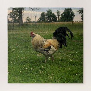 Puzzle Pollo de Campo en la Foto de la Granja