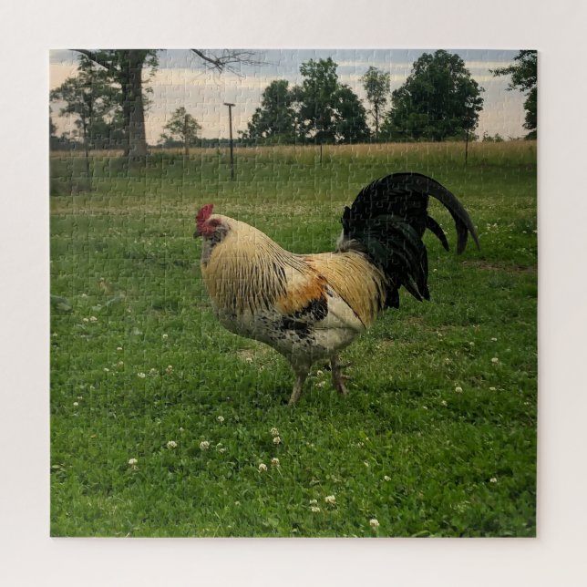 Puzzle Pollo de Campo en la Foto de la Granja (Vertical)