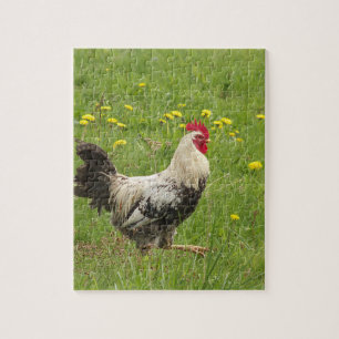 Puzzle pollo, gallo, animal, ave, granja, agricultura,