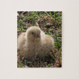 Puzzle pollo pequeño, animal de granja