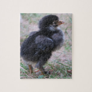 Puzzle pollo, pollitos, pollos, pollito, animal, pájaro,