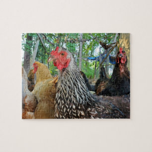 Puzzle Pollos