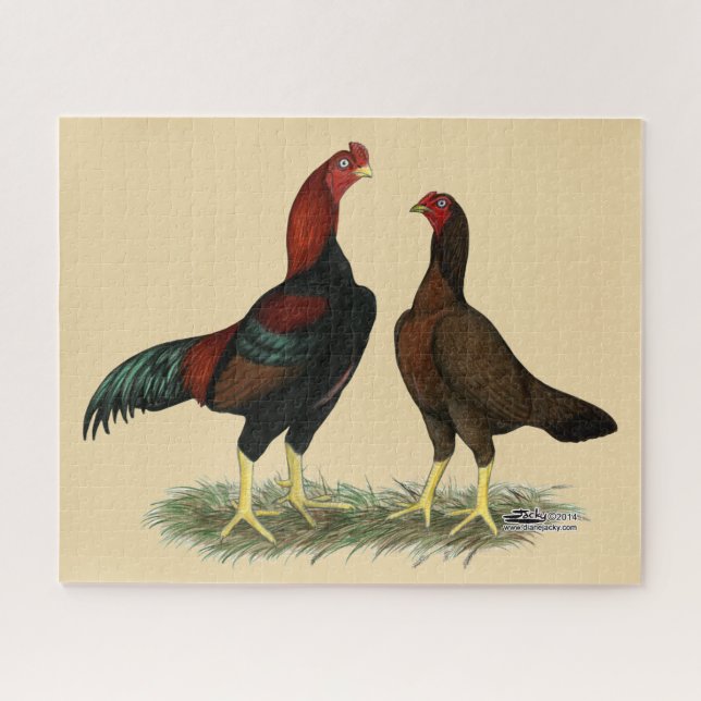 Puzzle Pollos Aseel Black Red (Horizontal)