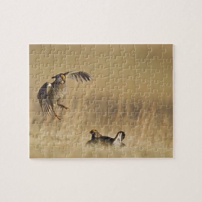 Puzzle Pollos de pradera machos en lek en el condado de L (Horizontal)
