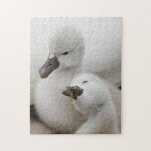 Puzzle Pollos del cisne del cisne mudo