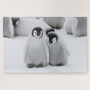 Puzzle Polluelos de pingüino emperador sobre hielo en Ant