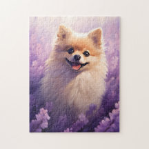 Pomerania en el campo Lavender