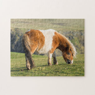 Puzzle Poni de Shetland en pastizal cerca de acantilados 