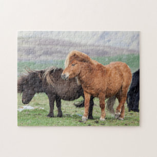 Puzzle Poni de Shetland, Islas Shetland, Escocia 2