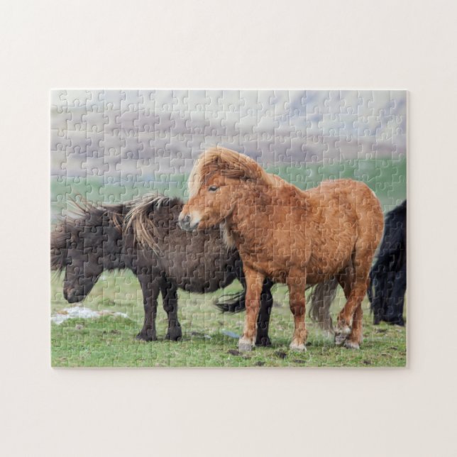 Puzzle Poni de Shetland, Islas Shetland, Escocia 2 (Horizontal)