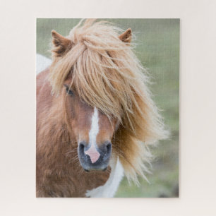 Puzzle Pony de Shetland en la isla de Unst