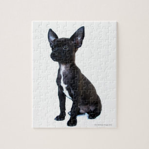 Puzzle Popa chihuahua