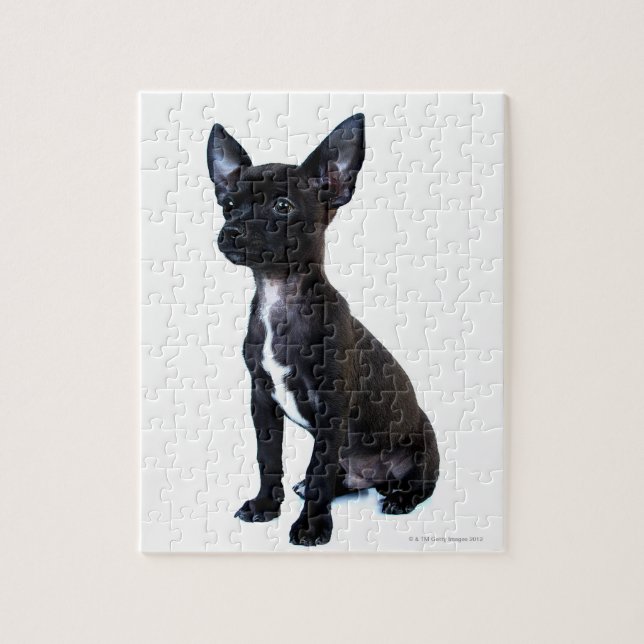 Puzzle Popa chihuahua (Vertical)