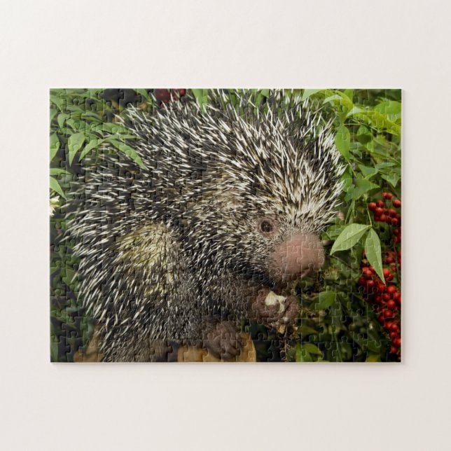 Puzzle Porcupine (Horizontal)
