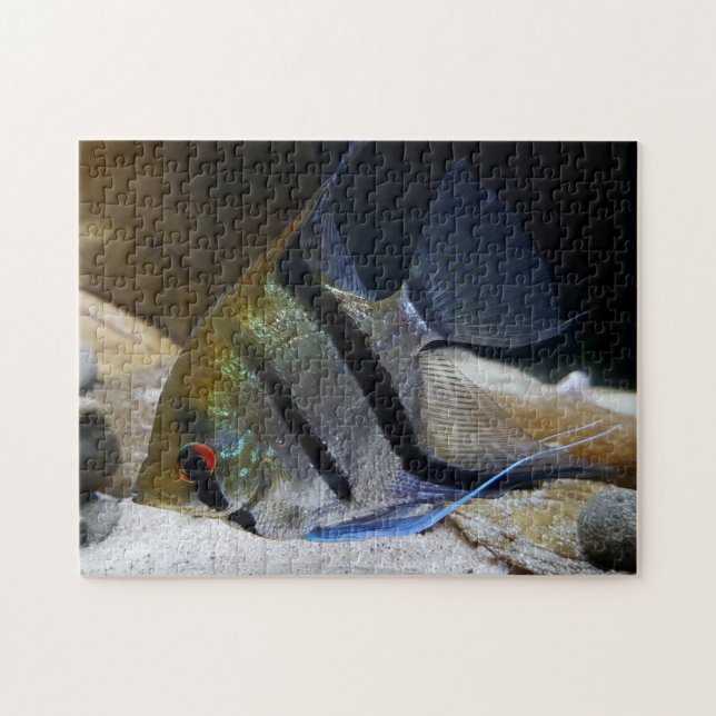 Puzzle Portador de pescado tropical (Horizontal)