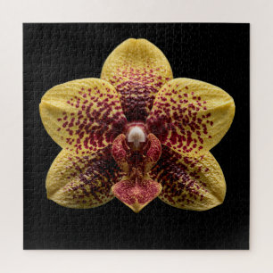 Puzzle Póster de la elegante colección botánica de orquíd