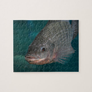 Puzzle Primer de la Tilapia