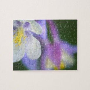 Puzzle Primer plano de la flor de Aquilegia de Colorado.