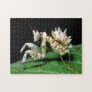 Puzzle Primer plano de la mantis hottentota