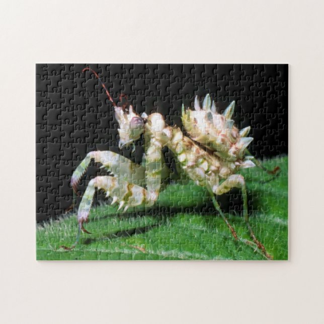 Puzzle Primer plano de la mantis hottentota (Horizontal)