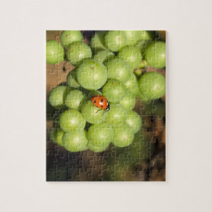 Puzzle Primer plano de mariquita en uvas verdes Pinot Noi