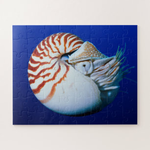 Puzzle Primer Plano De Nautilus Camerado