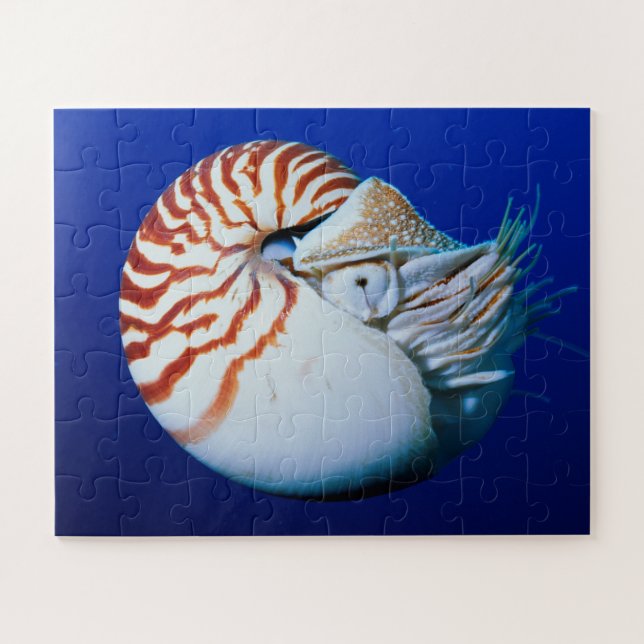 Puzzle Primer Plano De Nautilus Camerado (Horizontal)