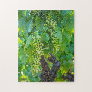 Puzzle Primer plano de uvas madurando