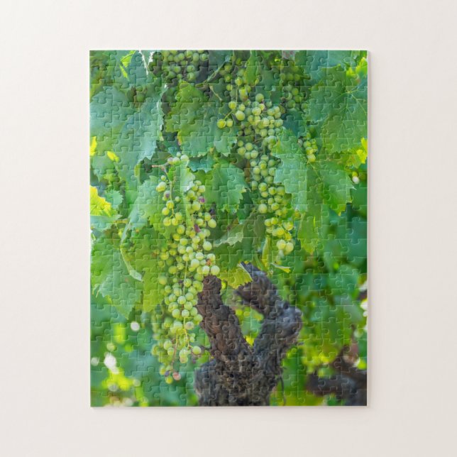 Puzzle Primer plano de uvas madurando (Vertical)