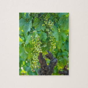 Puzzle Primer plano de uvas madurando