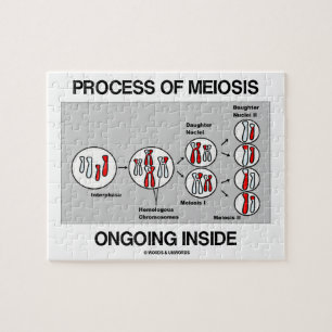 Puzzle Proceso del interior en curso de la meiosis