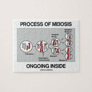 Puzzle Proceso del interior en curso de la meiosis