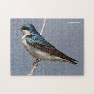 Puzzle Profile of a Male Tree Swallow in the Sun