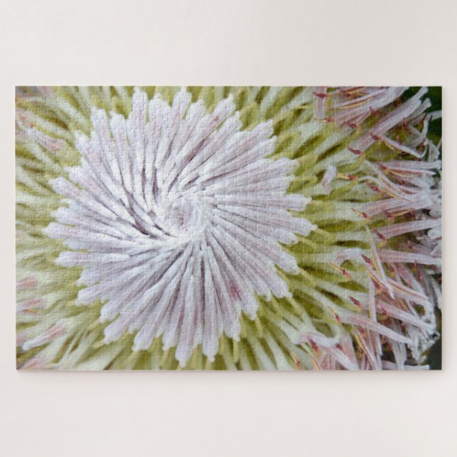 Puzzle Protea cynaroides Protea Rey. (Horizontal)