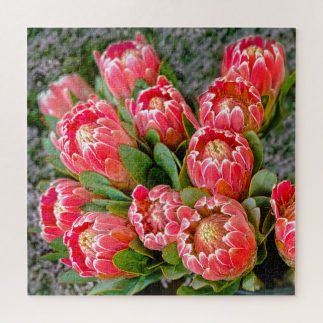 Puzzle Protea flower bunch photo 20' x 20' 676 piece (Horizontal)