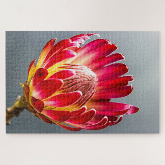 Puzzle Protea flower photo
