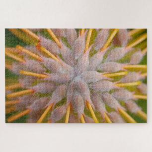 Puzzle Protea Leucospermum praecox. . Protea cojín. 