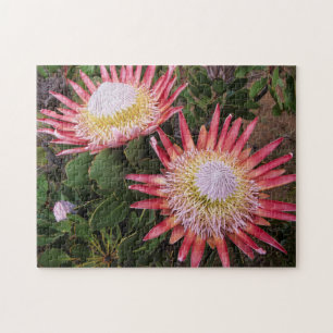 Puzzle Protea Rey (Protea Cynaroides), Helderberg
